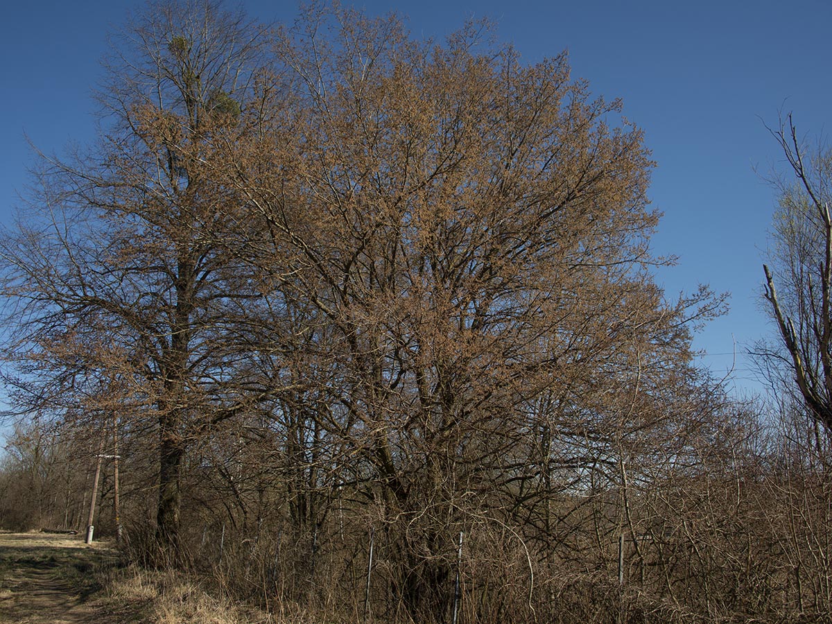 blühender Baum